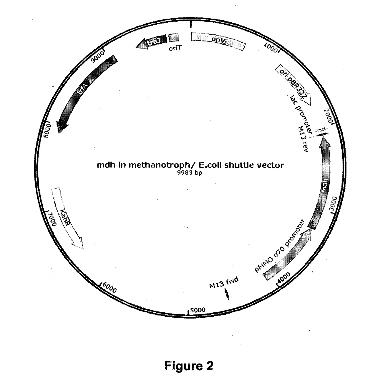 Production of succinic acid from organic waste or biogas or methane using recombinant methanotrophic bacterium