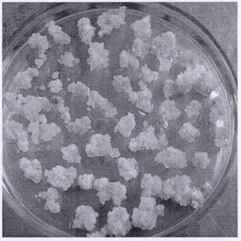 Agrobacterium tumefaciens mediated transformation system for efficiently obtaining transgenic plants of paspalum vaginatum and application thereof