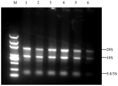 A Taqman real-time fluorescent PCR kit for detecting pig umbilical cord blood porcine transmissible gastroenteritis virus and its application