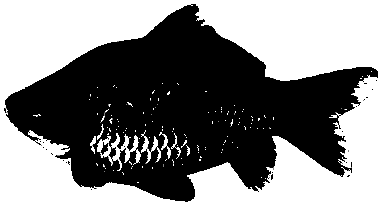 The method of distant hybridization between koi and bream subfamily