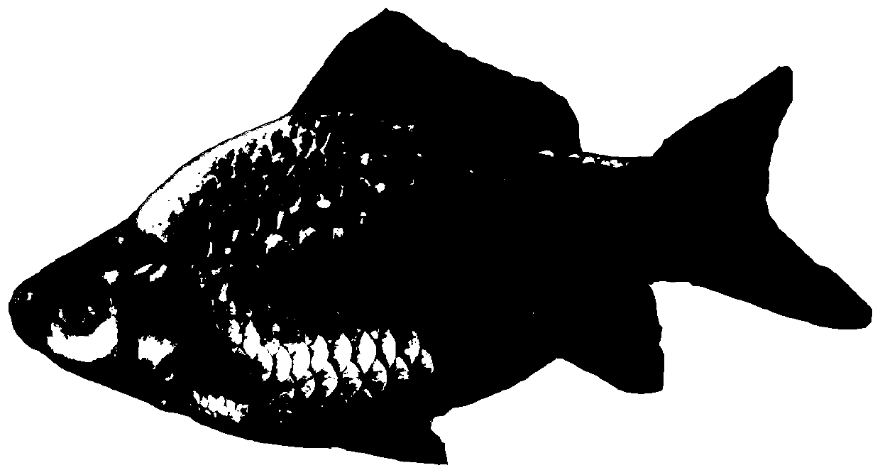 The method of distant hybridization between koi and bream subfamily