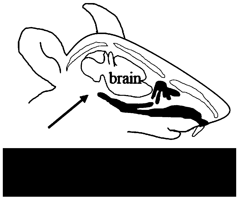 Construction method of improved human nasopharyngeal cancer in-situ transplantation tumor model