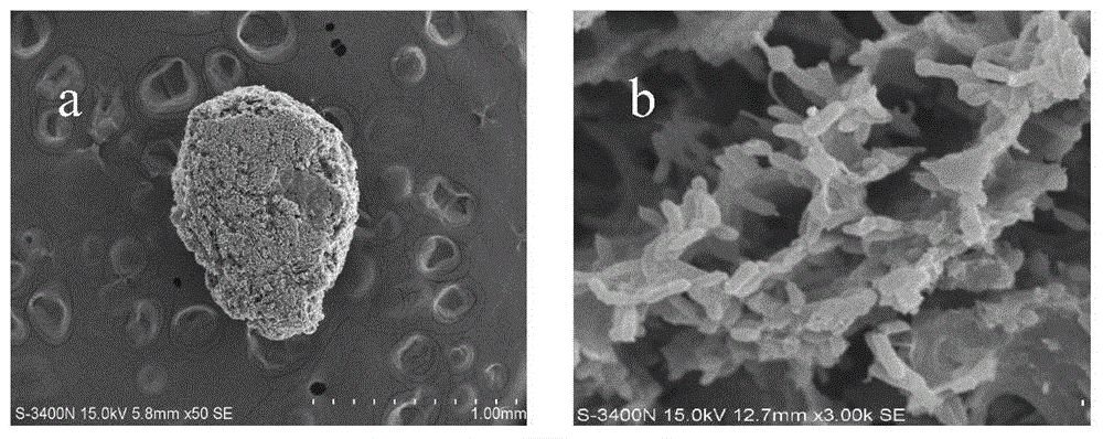 Anaerobic granular sludge capable of reinforcing dechlorination performance and preparation method and application of anaerobic granular sludge