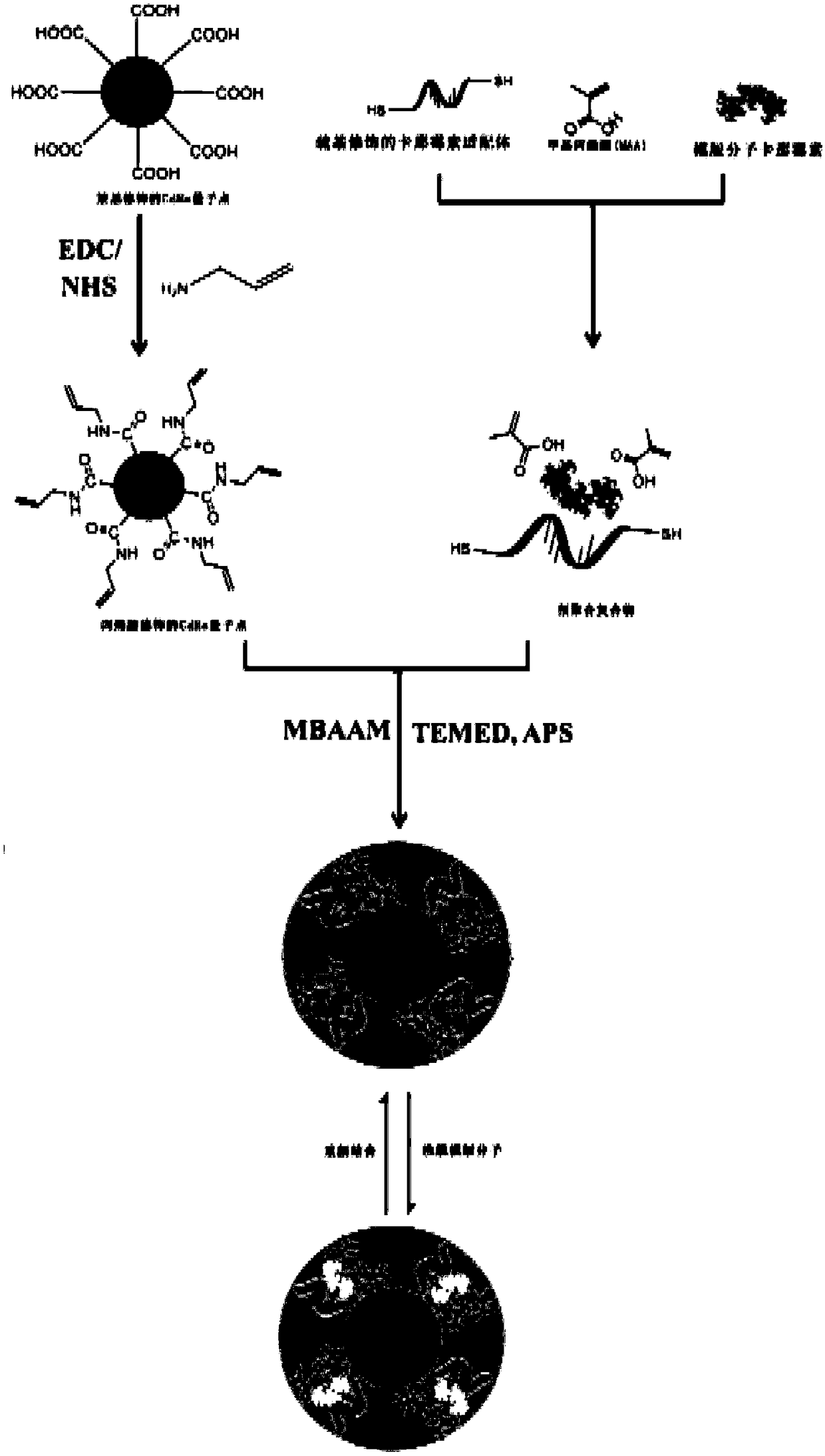 Aptamer-molecular imprinting fluorescent sensor having double specific recognition on kanamycin as well as preparation method and application of sensor