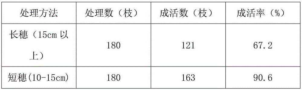 Grafting method for tea trees