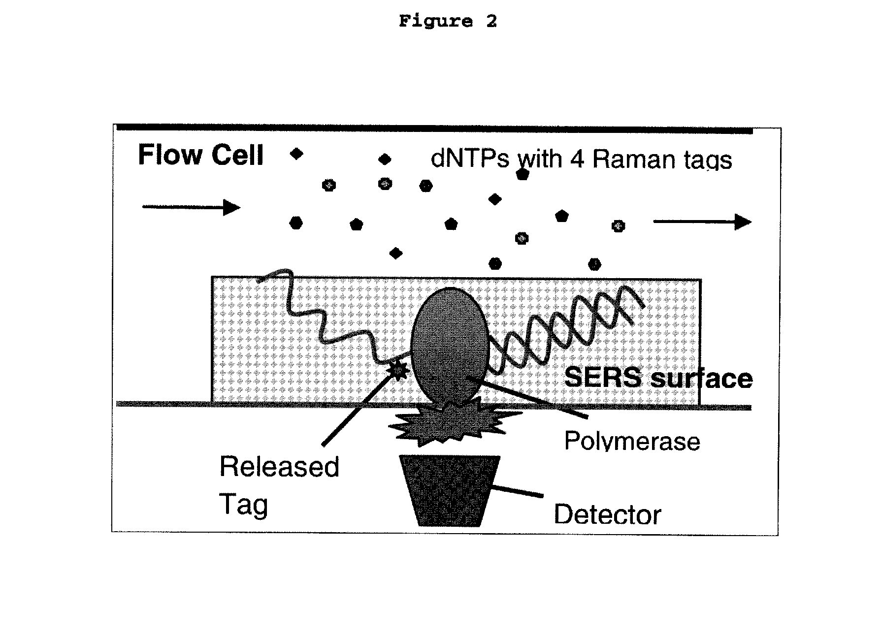 Raman cluster tagged molecules for biological imaging