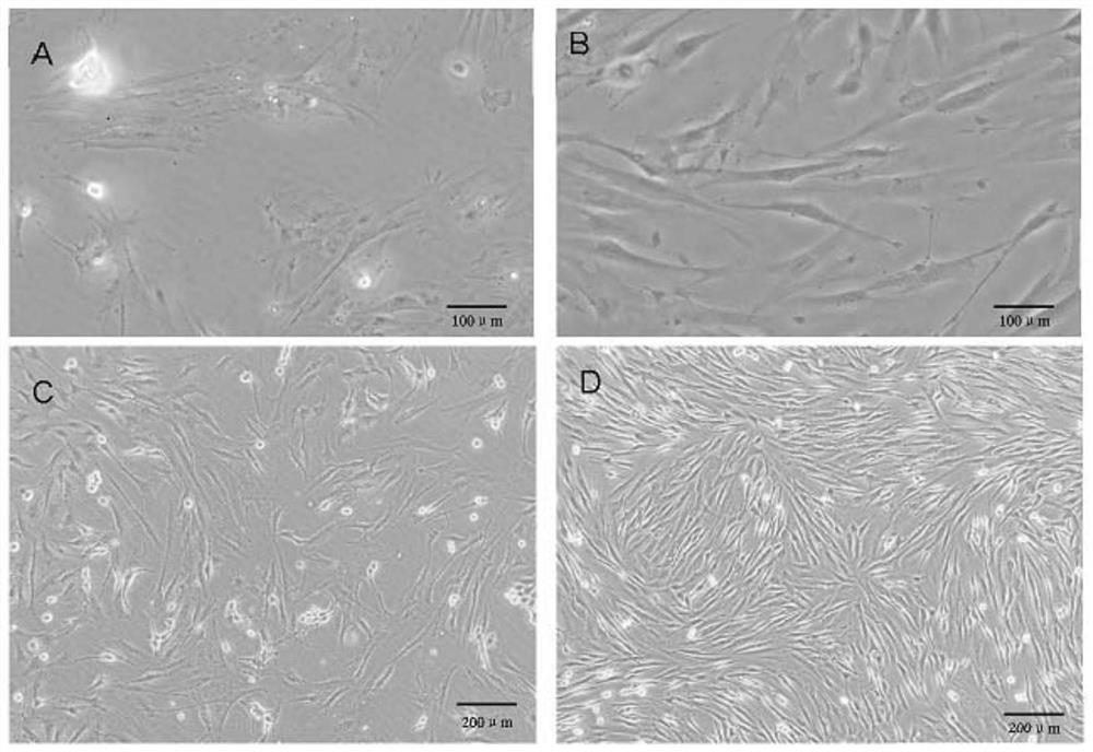 A method for establishing a three-dimensional skin model for anti-inflammatory and anti-allergic efficacy evaluation