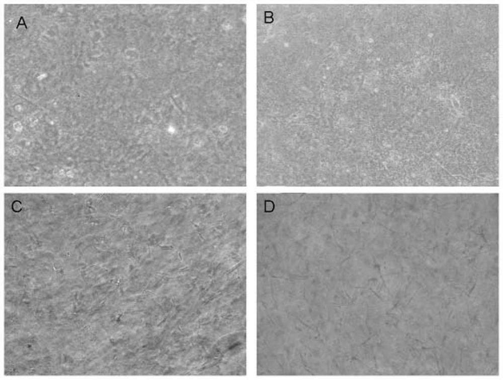 A method for establishing a three-dimensional skin model for anti-inflammatory and anti-allergic efficacy evaluation