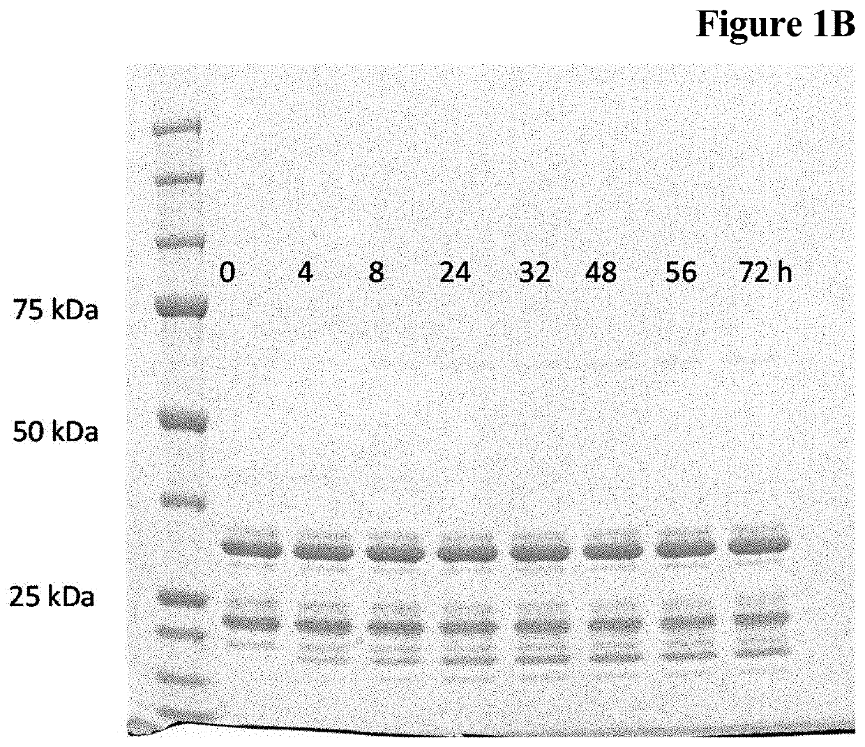 Enzymatic one-pot reaction for double polypeptide conjugation in a single step