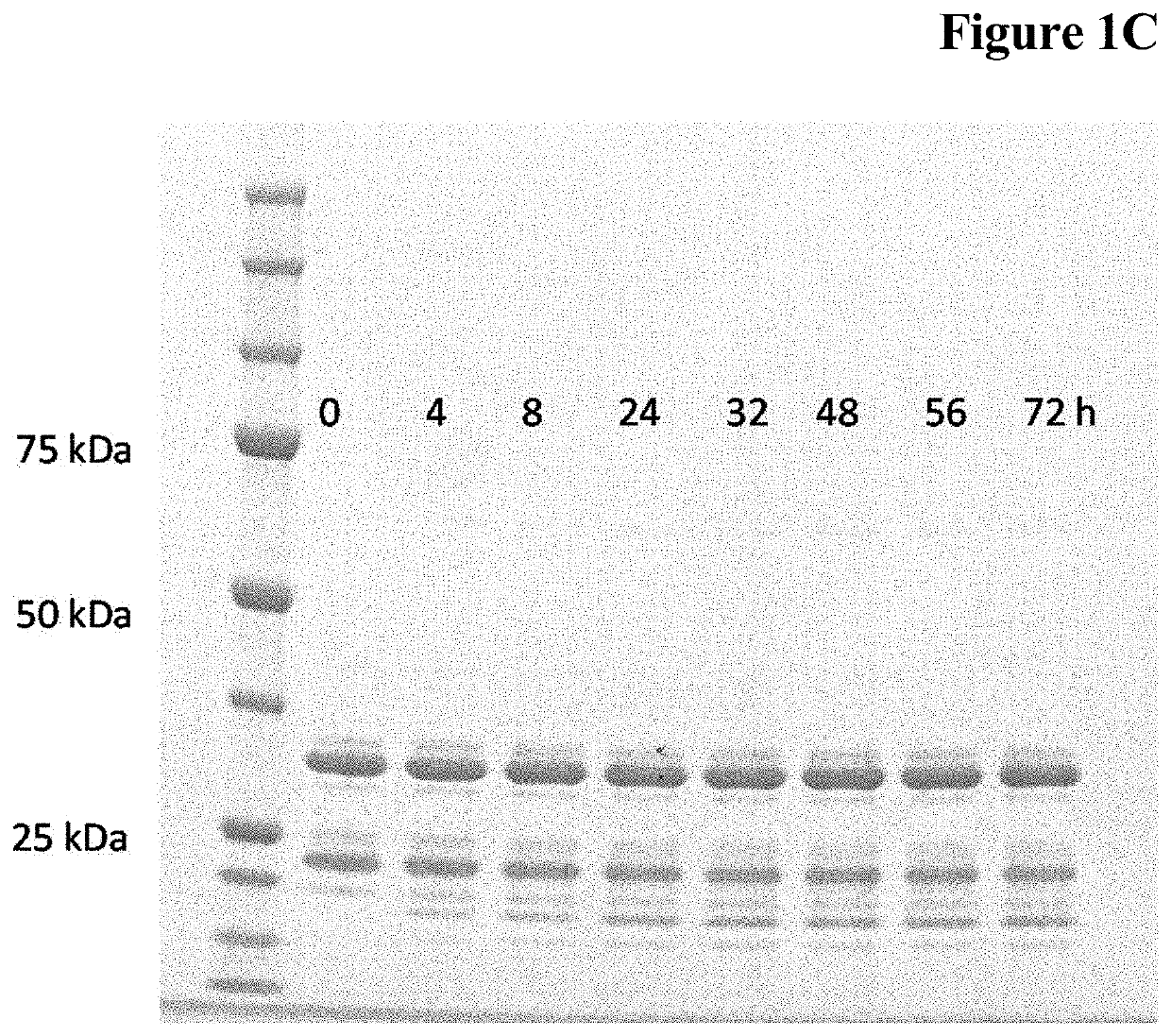 Enzymatic one-pot reaction for double polypeptide conjugation in a single step