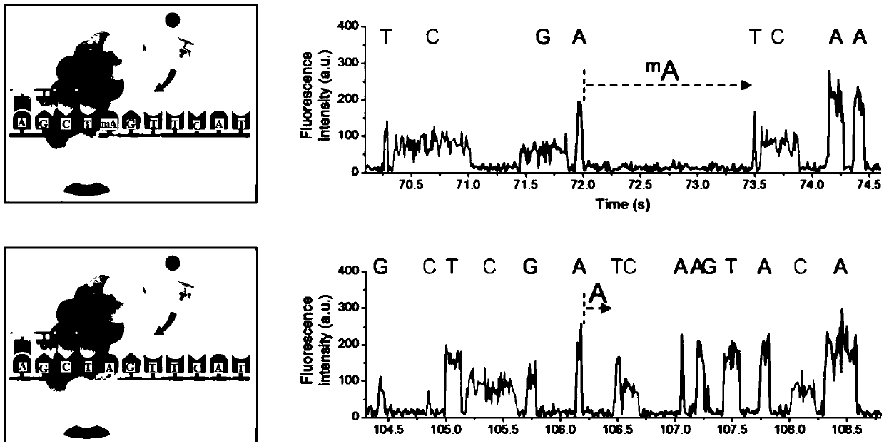 Barcode, linker sequence and kit for third-generation sequencing, and library construction method for third-generation sequencing