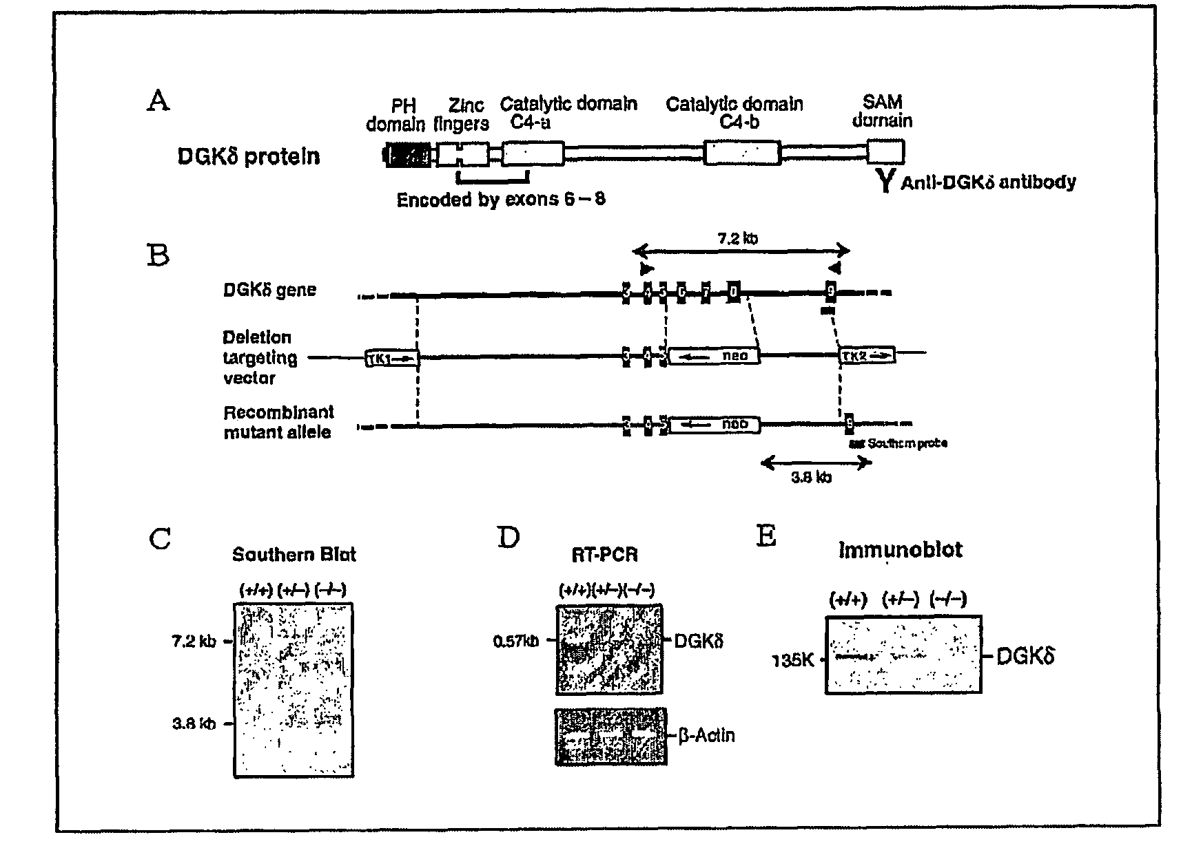 Method of screening for agents that regulate the shedding of membrane bound proteins and methods of use