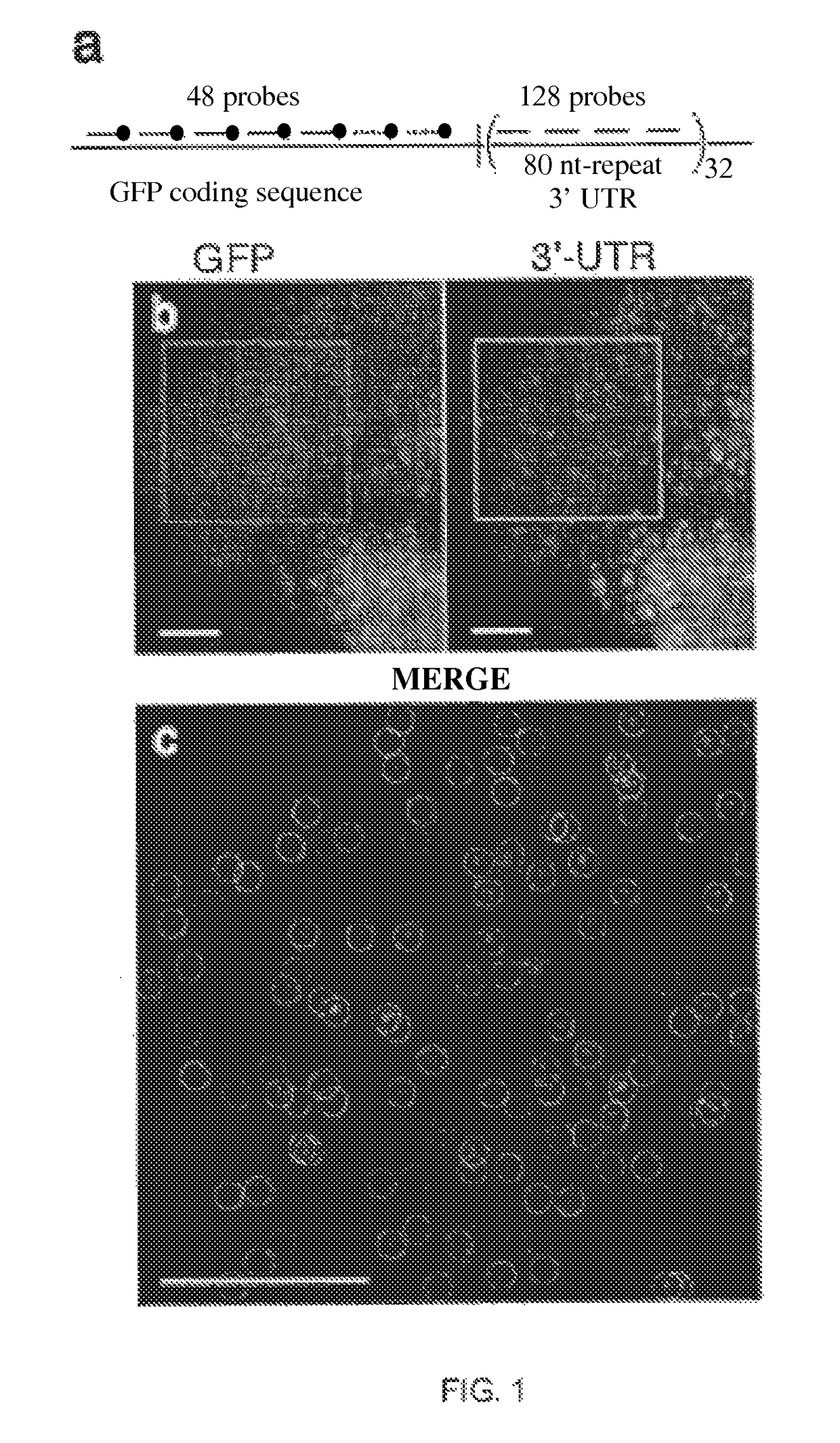 Imaging individual mRNA molecules using multiple singly labeled probes