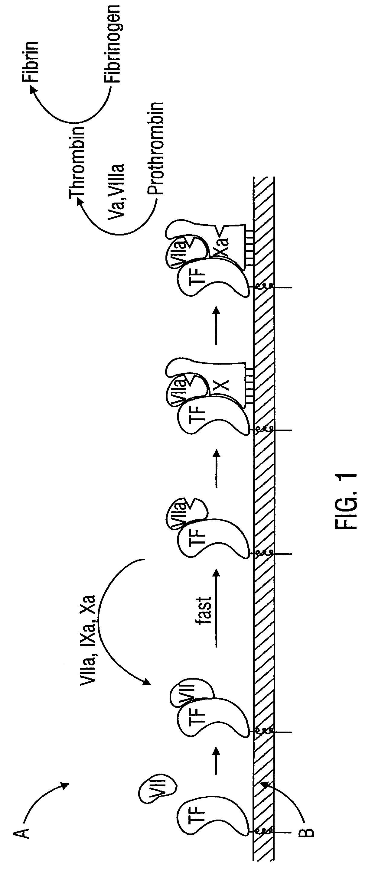 Combined tissue factor methods for coagulation and tumor treatment