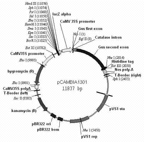 Corn WUS1 gene promoter and application thereof