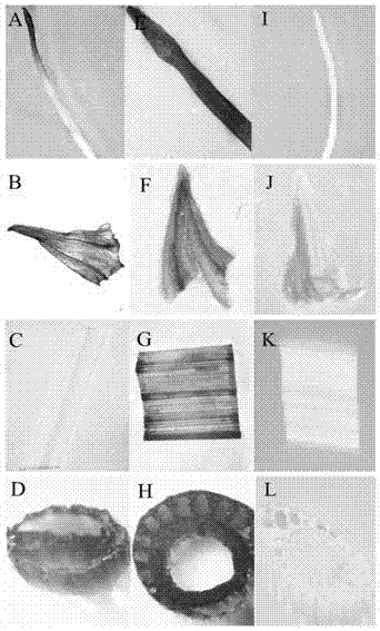 Corn WUS1 gene promoter and application thereof