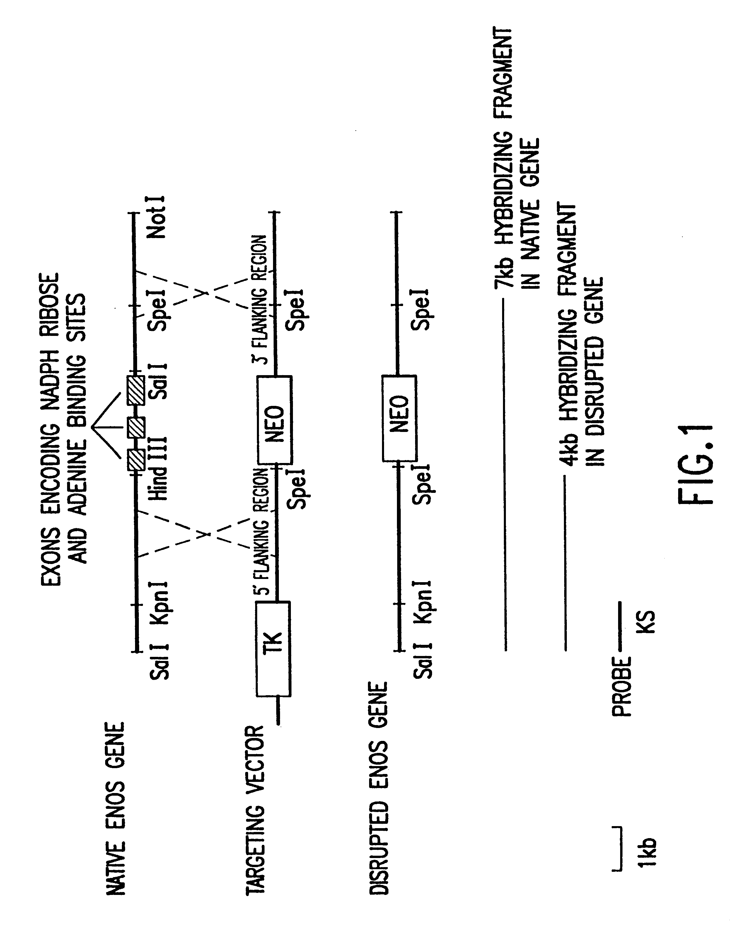 Endothelial NOS knockout mice and methods of use