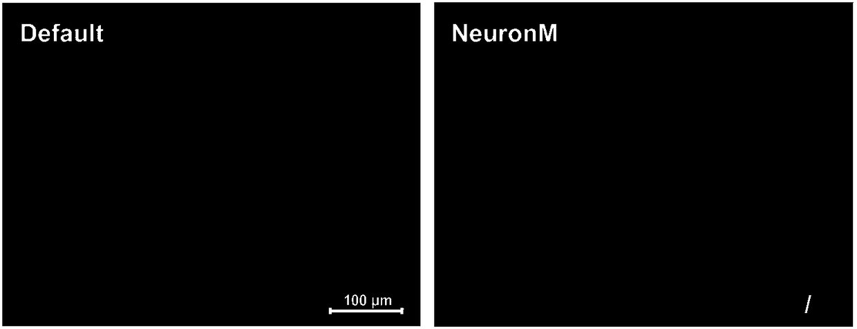 Method for promoting human pluripotent stem cells into mature neurons through directional differentiation