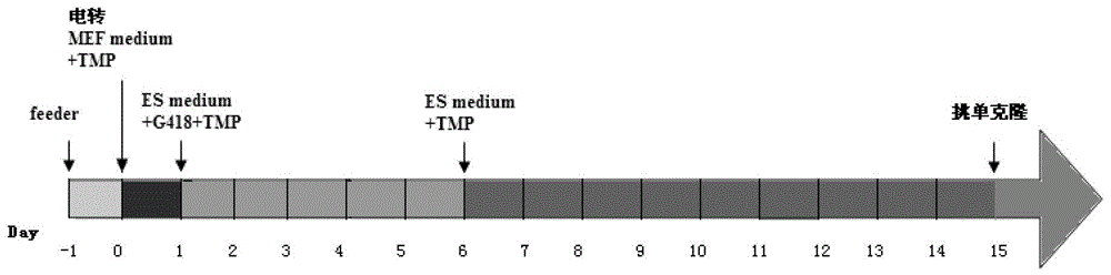 A method for preparing pluripotent stem cells