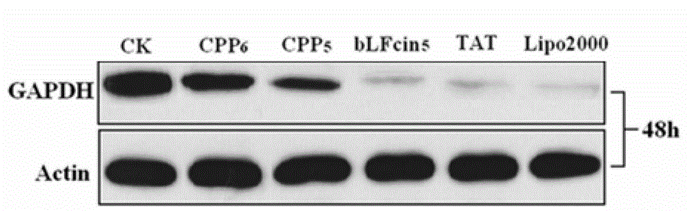 Cell-penetrating peptide and pharmaceutical composition and preparation method and application thereof