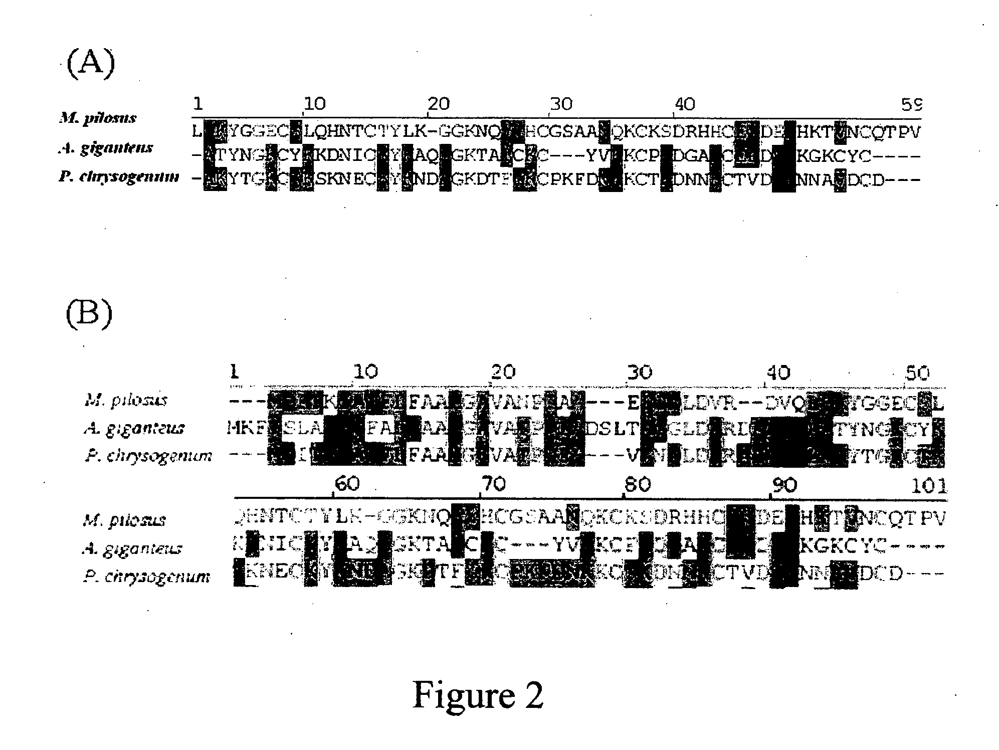 Antifungal protein and usage thereof