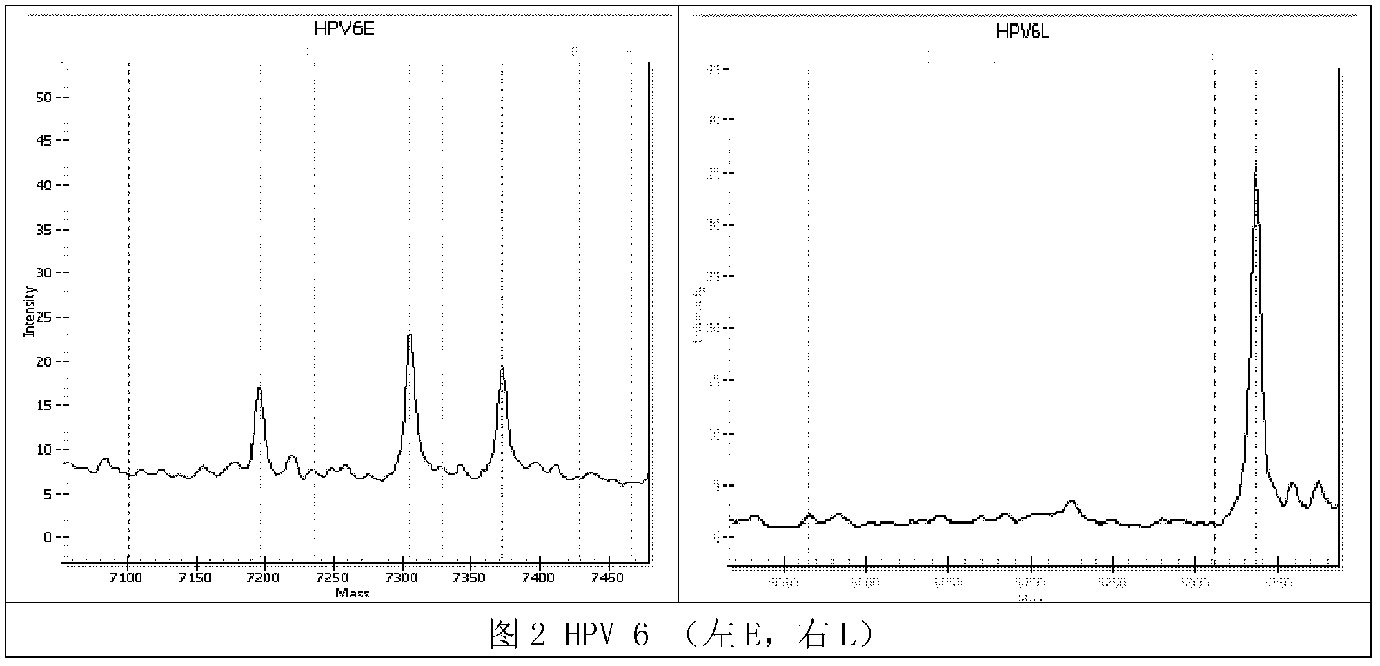 High accuracy detection method of human papilloma virus genotype