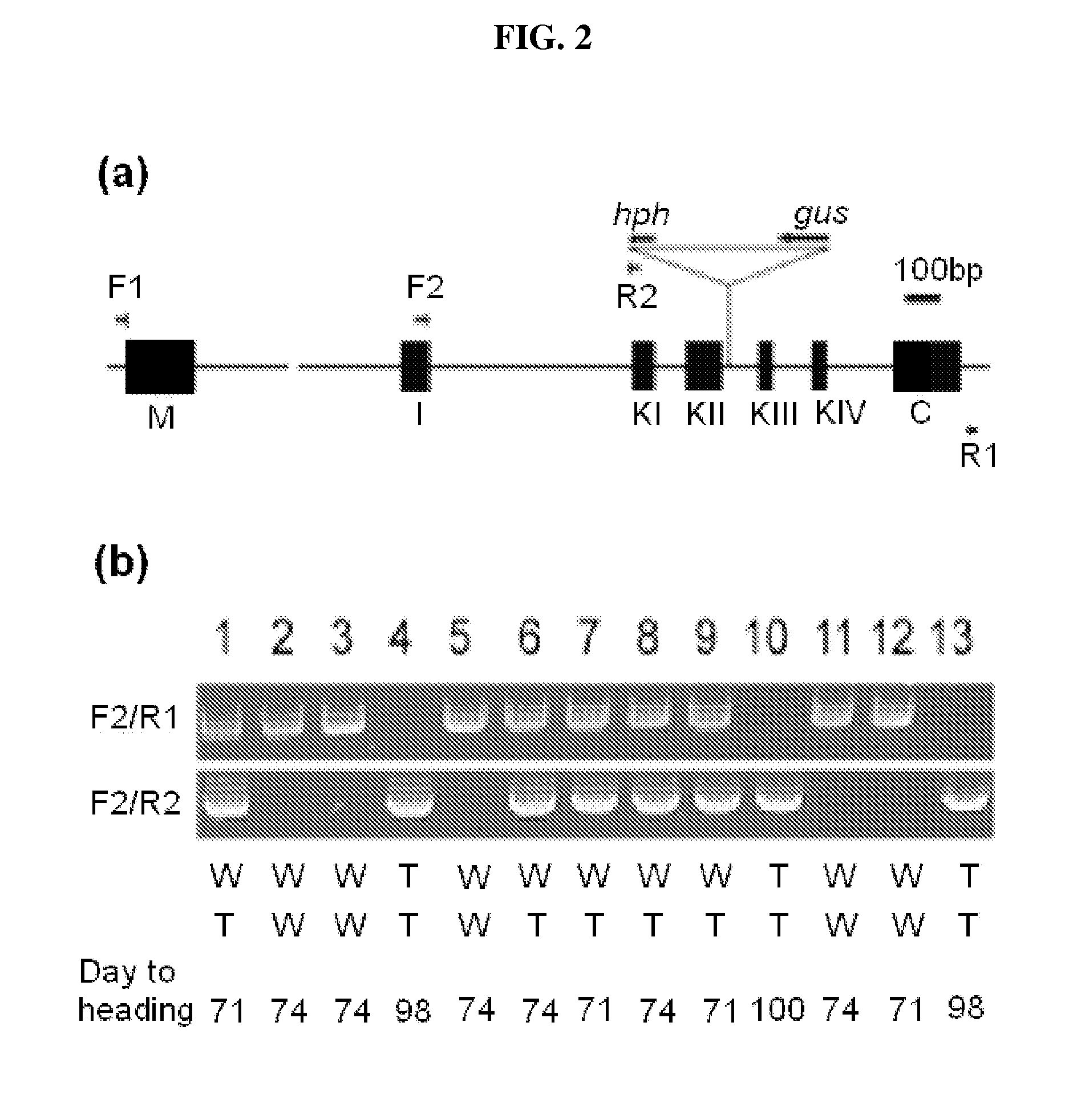 Regulator for flowering time, transgenic plant transformed with the same, and method for regulating flowering time