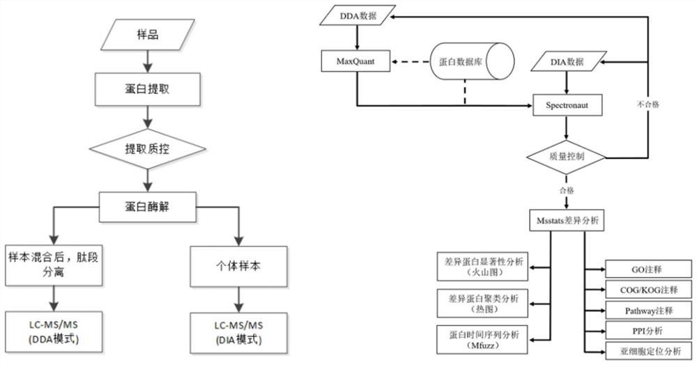 Application of COMT protein in predicting good response of cynomolgus monkey to superovulation