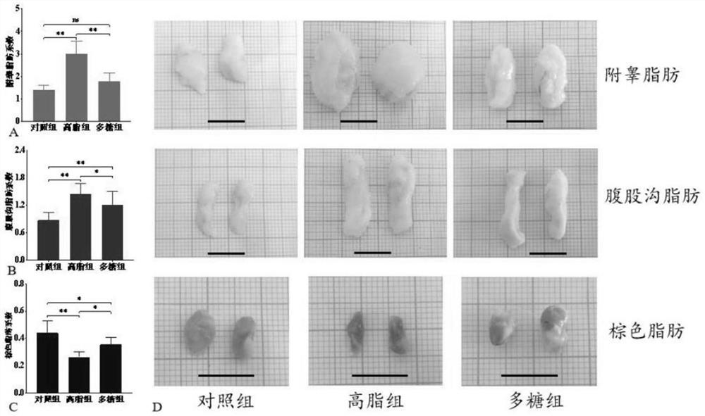 Application of cordyceps guangdongensis sporocarp polysaccharide in preparation of medicine for treating and improving obesity and related diseases