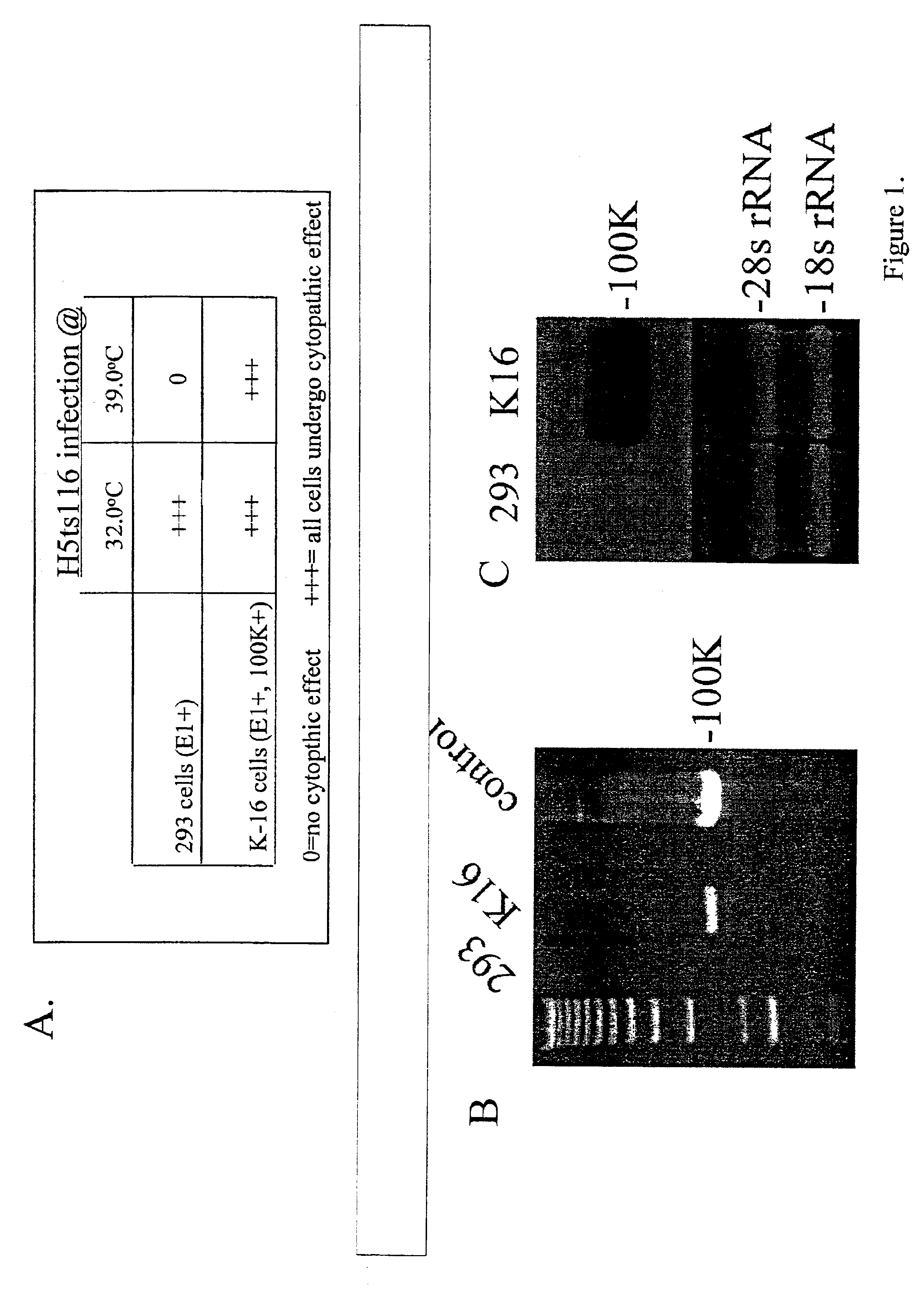 Replicating adenovirus vectors