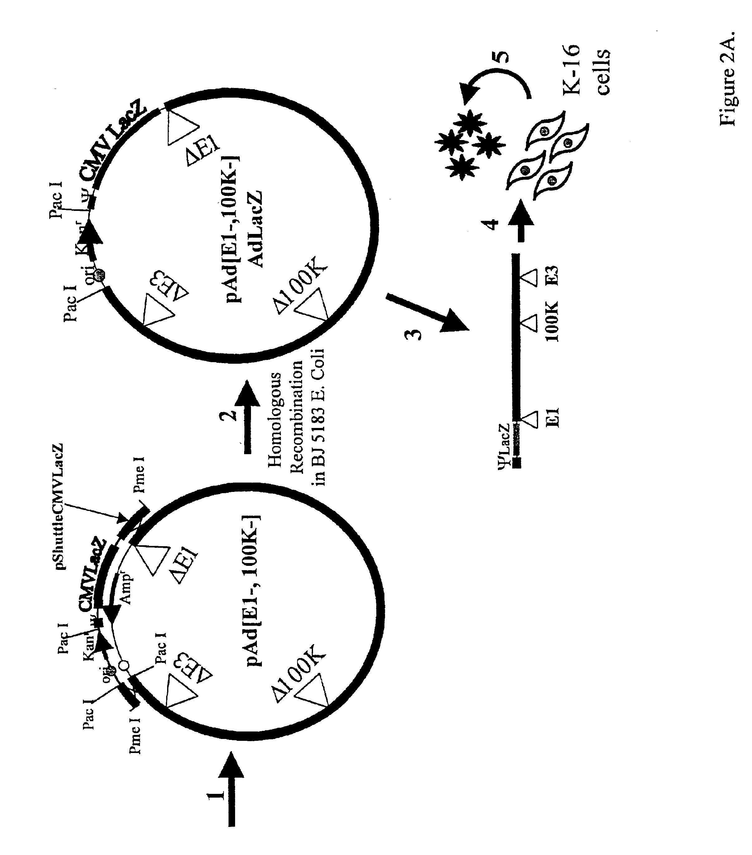 Replicating adenovirus vectors