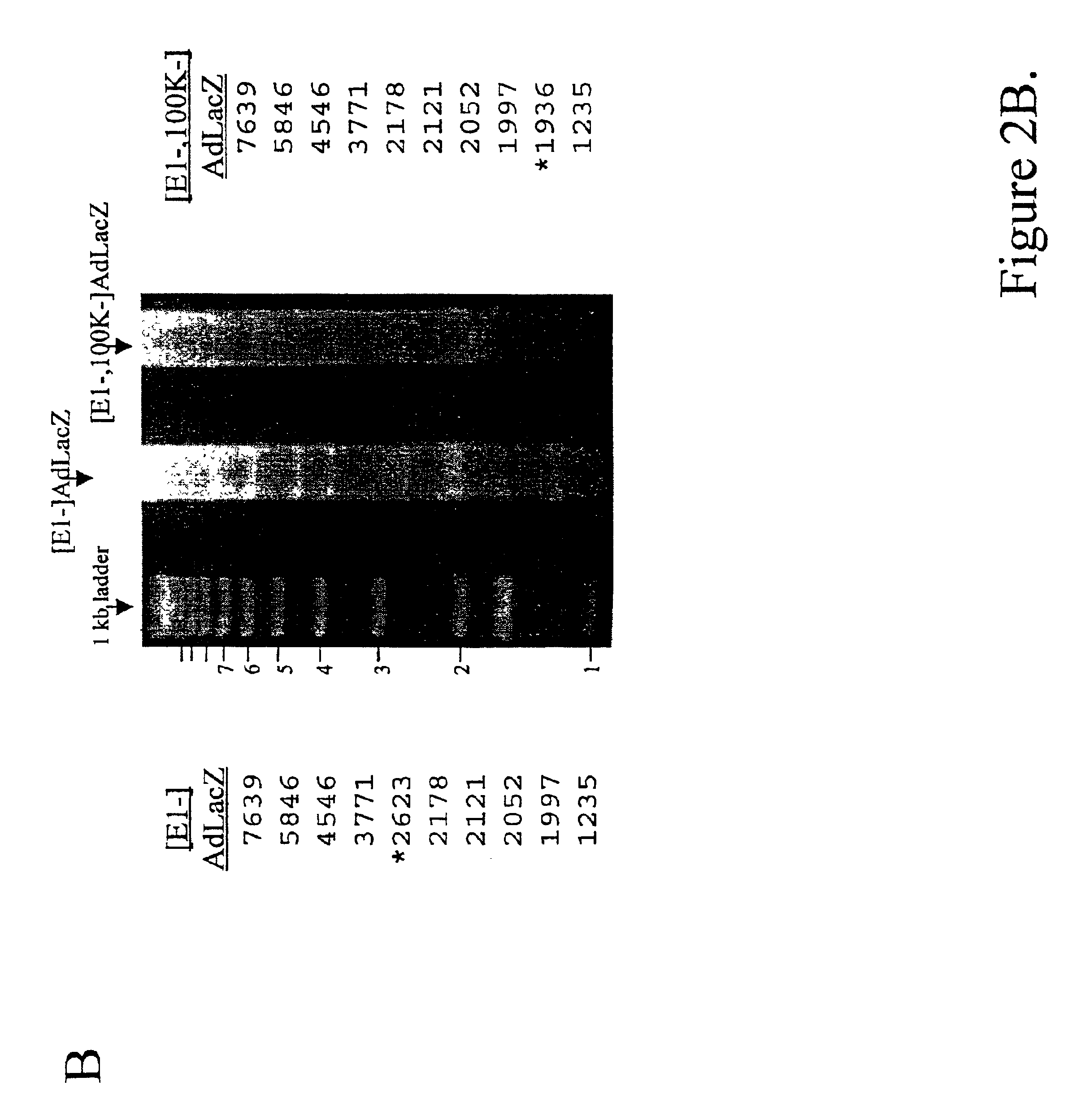 Replicating adenovirus vectors