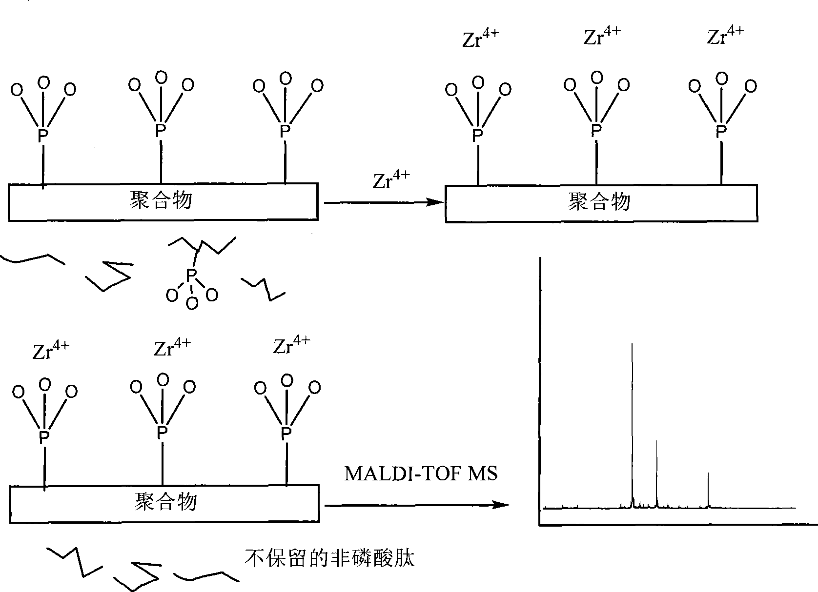 Preparation of polymer material for enriching phosphorylated peptide segments