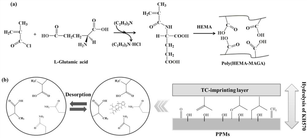 Preparation method and application of a molecularly imprinted composite membrane initiated by a surface functional monomer prepolymerization system