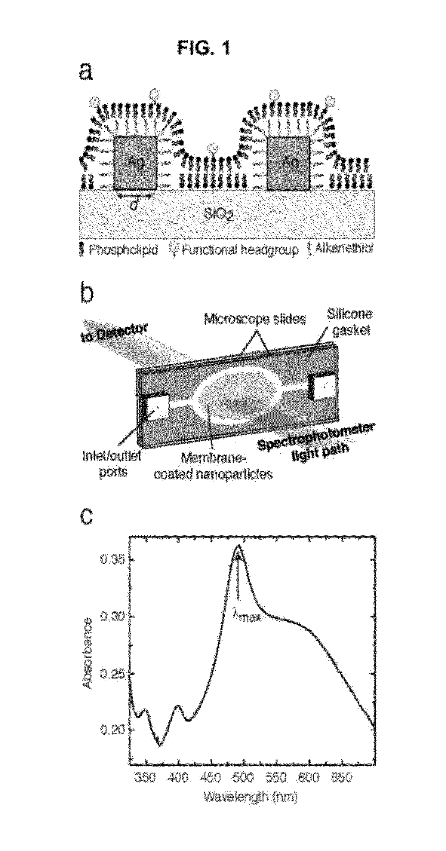 Plasmonic System for Detecting Binding of Biological Molecules