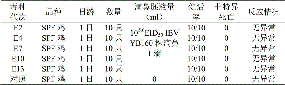 A Attenuated Vaccine Strain of Chicken Infectious Bronchitis Virus