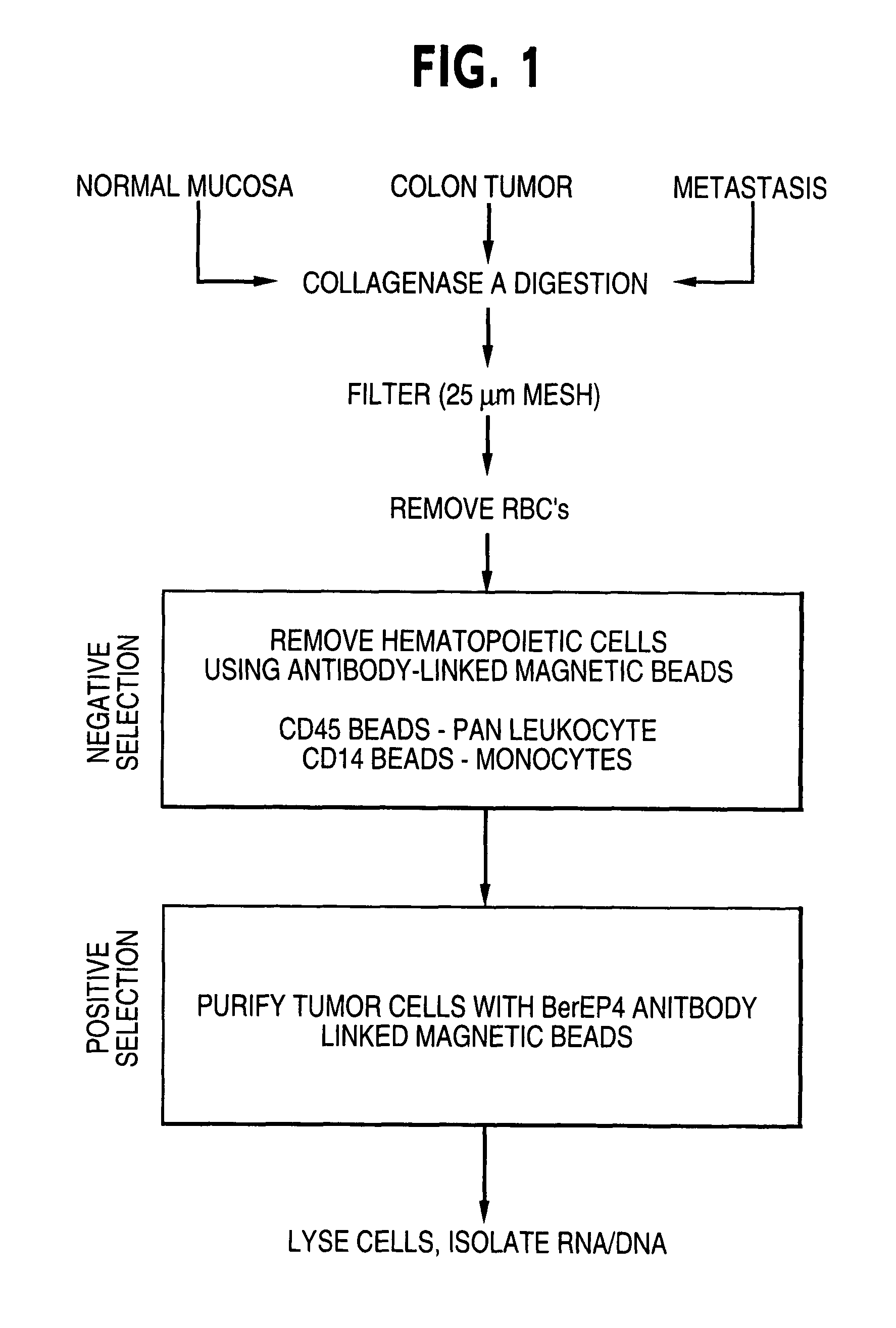 Phosphatase associated with metastasis