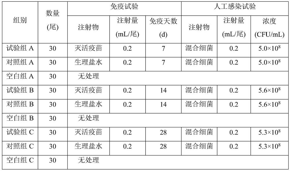 Pelteobagrus fulvidraco mixed bacterium inactivated vaccine