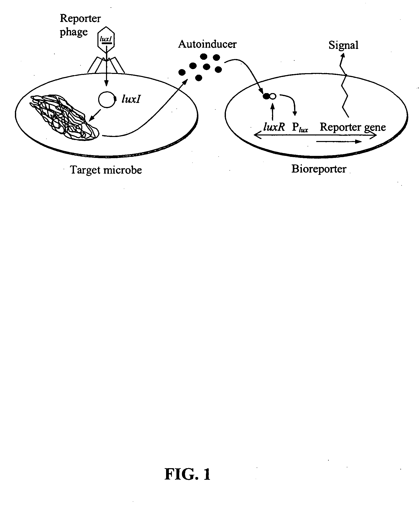 Bioreporter for detection of microbes