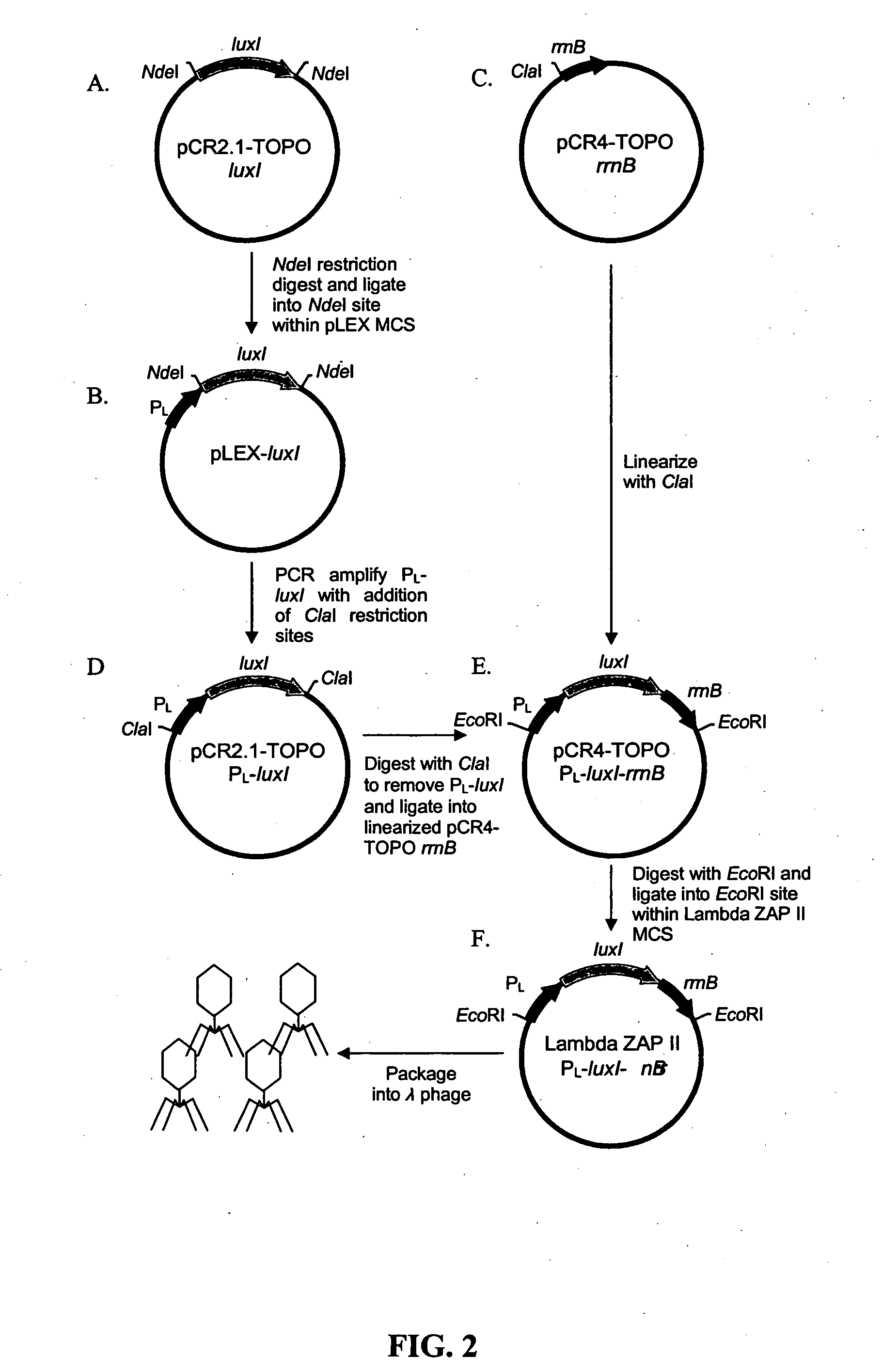 Bioreporter for detection of microbes