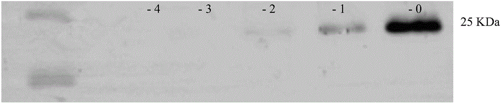 Method for improving self-pollination seed setting percentage of diploid potatoes and application of method