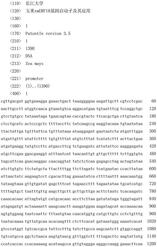 Maize zmERF18 gene promoter and application thereof