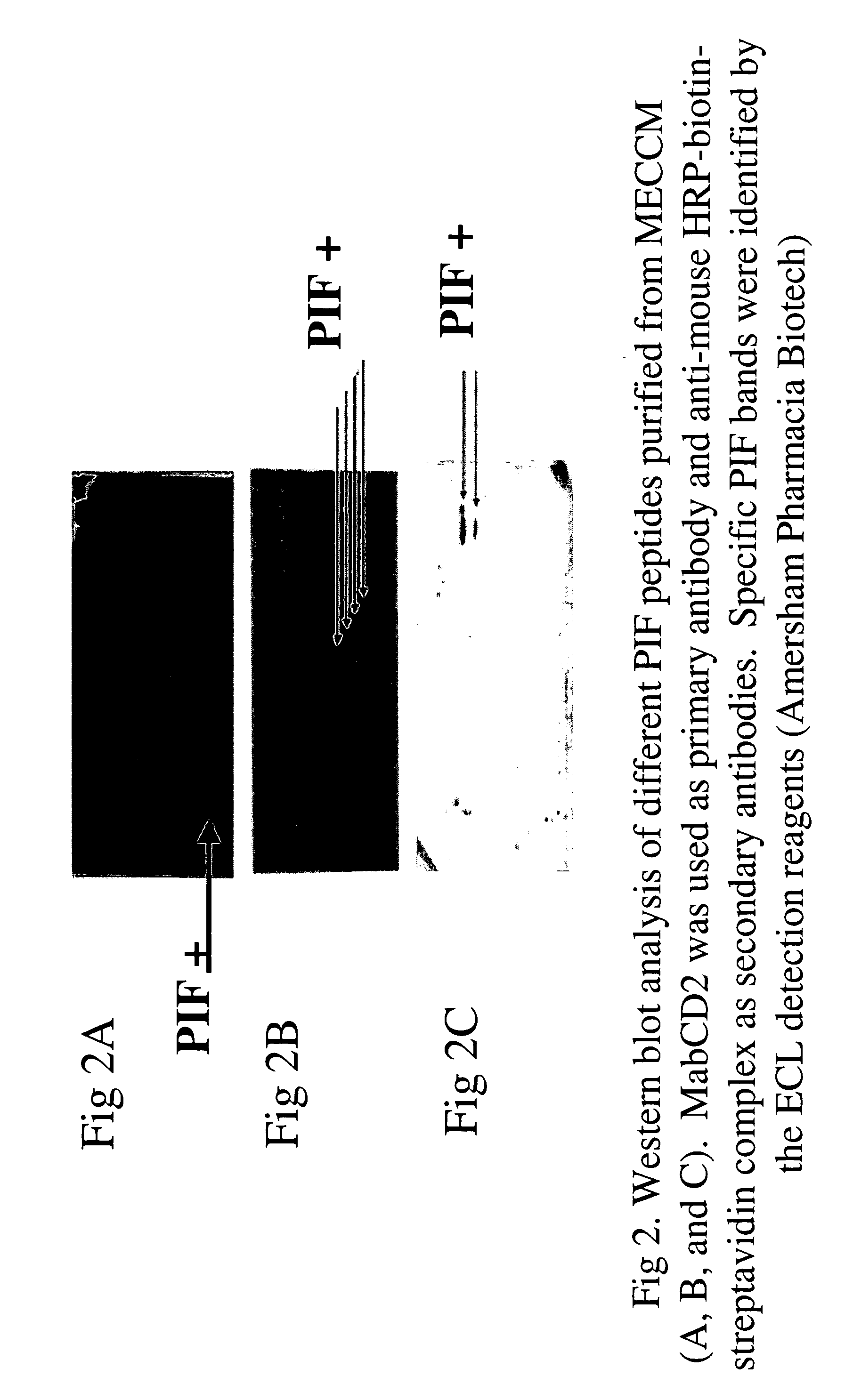 New assays for preimplantation factor and preimplantation factor peptides