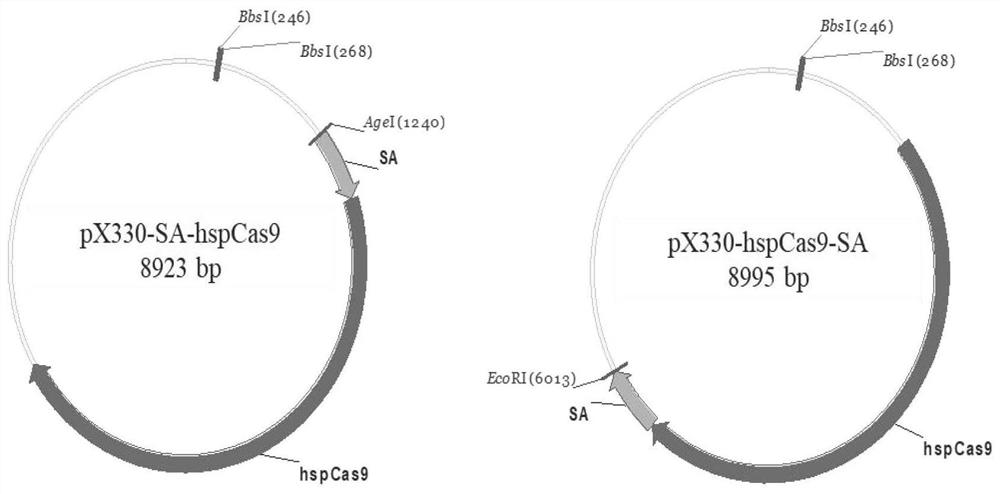 Method for improving homologous recombination efficiency based on CRISPR gene editing system