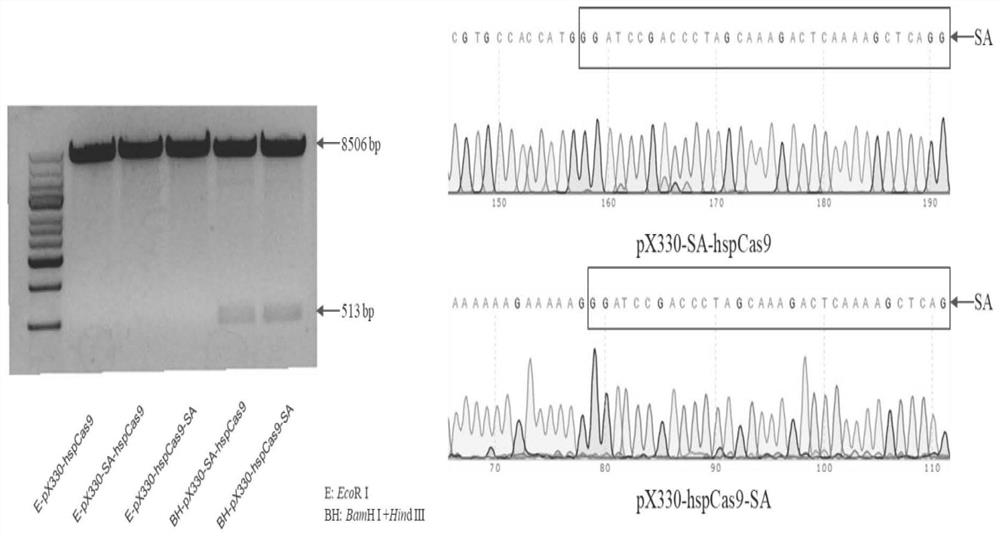 Method for improving homologous recombination efficiency based on CRISPR gene editing system