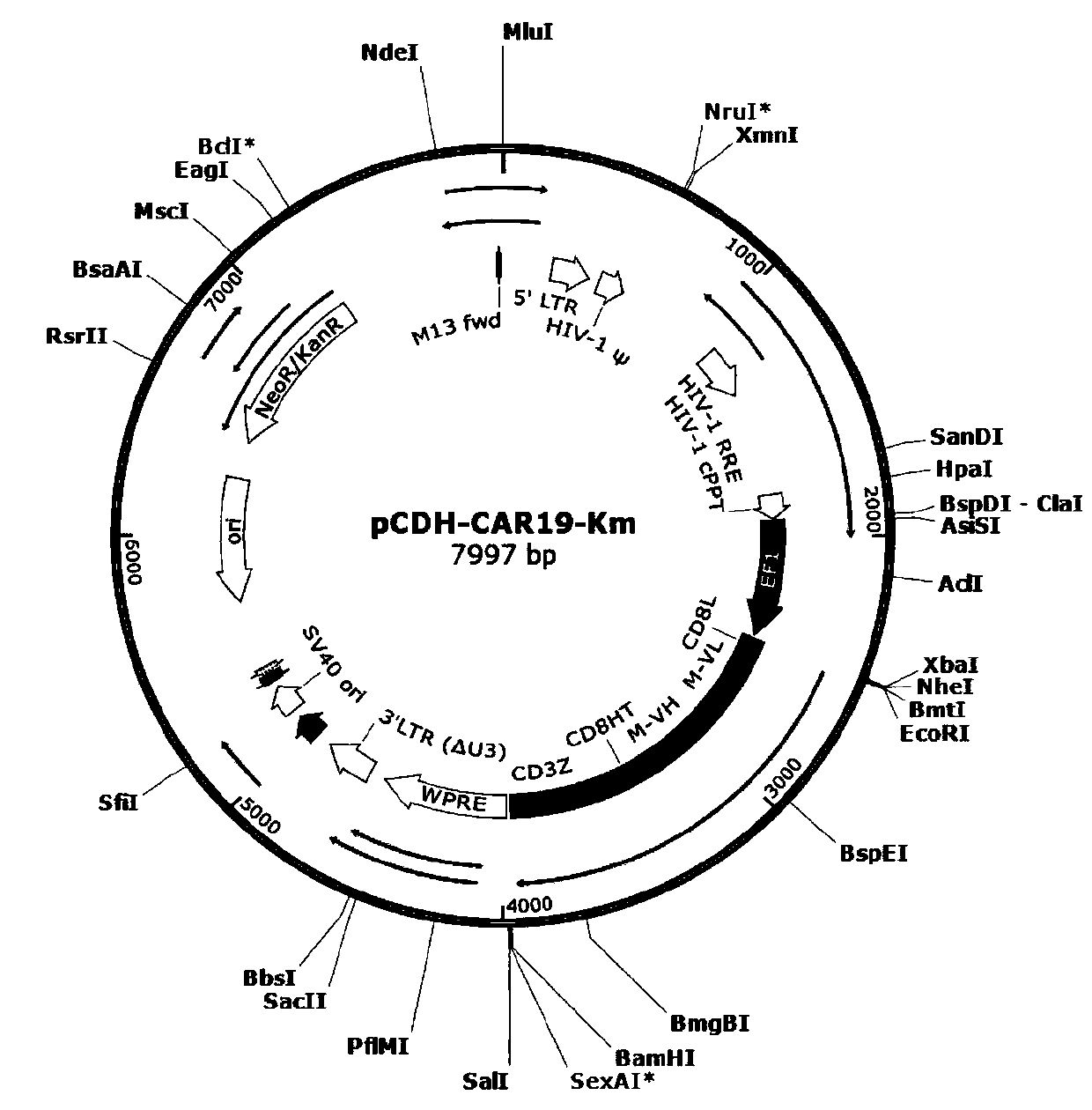 General CAR-T cell with enhanced function and preparation method and application thereof