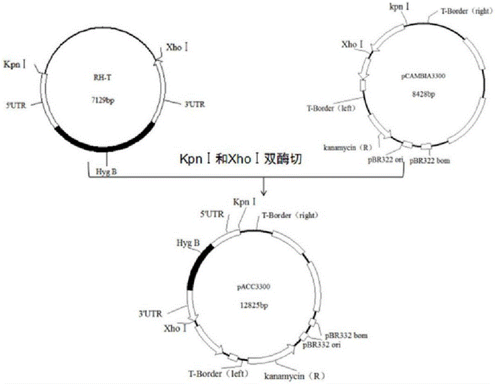 Agrobacterium tumefaciens-mediated genetic transformation method of Penicillium italicum