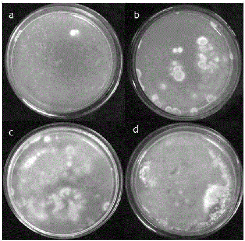 Agrobacterium tumefaciens-mediated genetic transformation method of Penicillium italicum