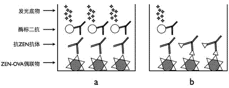 Chemiluminescent immunoassay method for rapidly detecting zearalenone toxin