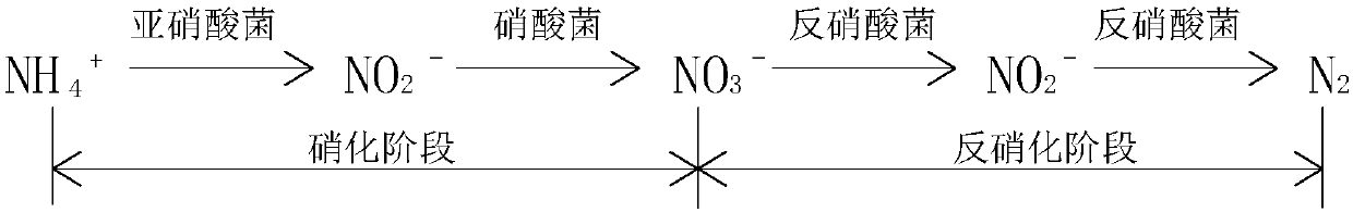 Ammonia nitrogen removal agent and method for treating sewage by utilizing agent